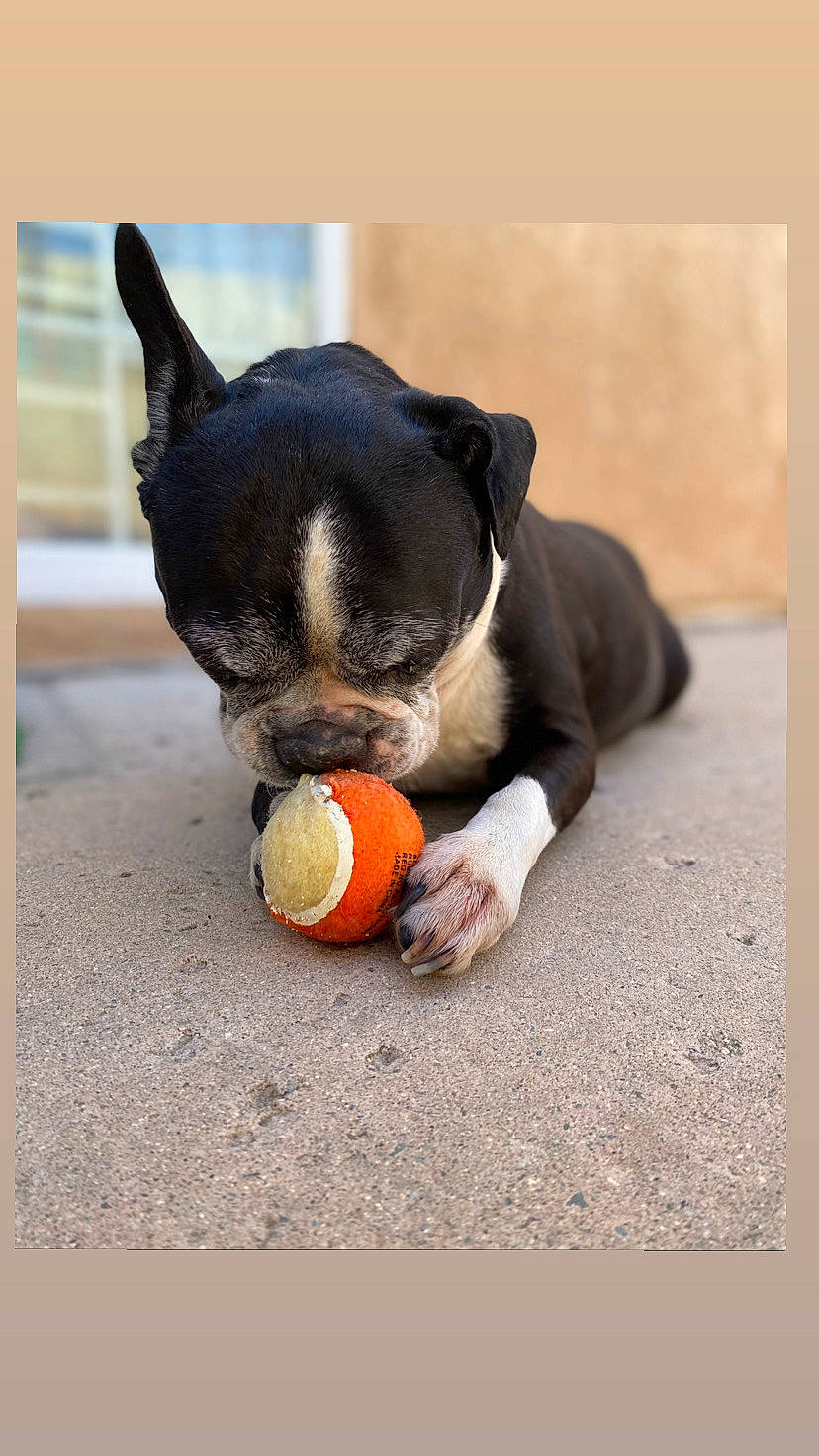 Lucy joined the competition — help win amazing prizes! ball, boston_terrier, canidae, carnivore, companion_dog, dog, dog_breed, dog_supply, dog_toy, paw, recipe, sporting_group, sports_toy, still_life_photography, stuffed_toy, tail, tennis_ball, terrestrial_animal, toy, working_animal