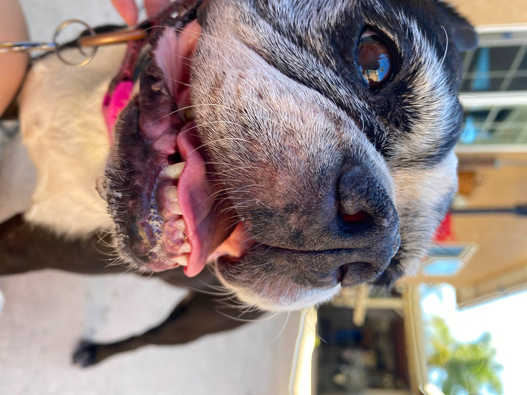 Lucy is registered to the contest to win money with this photo: canidae, carnivore, collar, companion_dog, dog, dog_breed, dog_collar, ear, fawn, fur, leash, mammal, pet_supply, snout, sporting_group, toy_dog, vertebrate, whiskers, working_animal, wrinkle