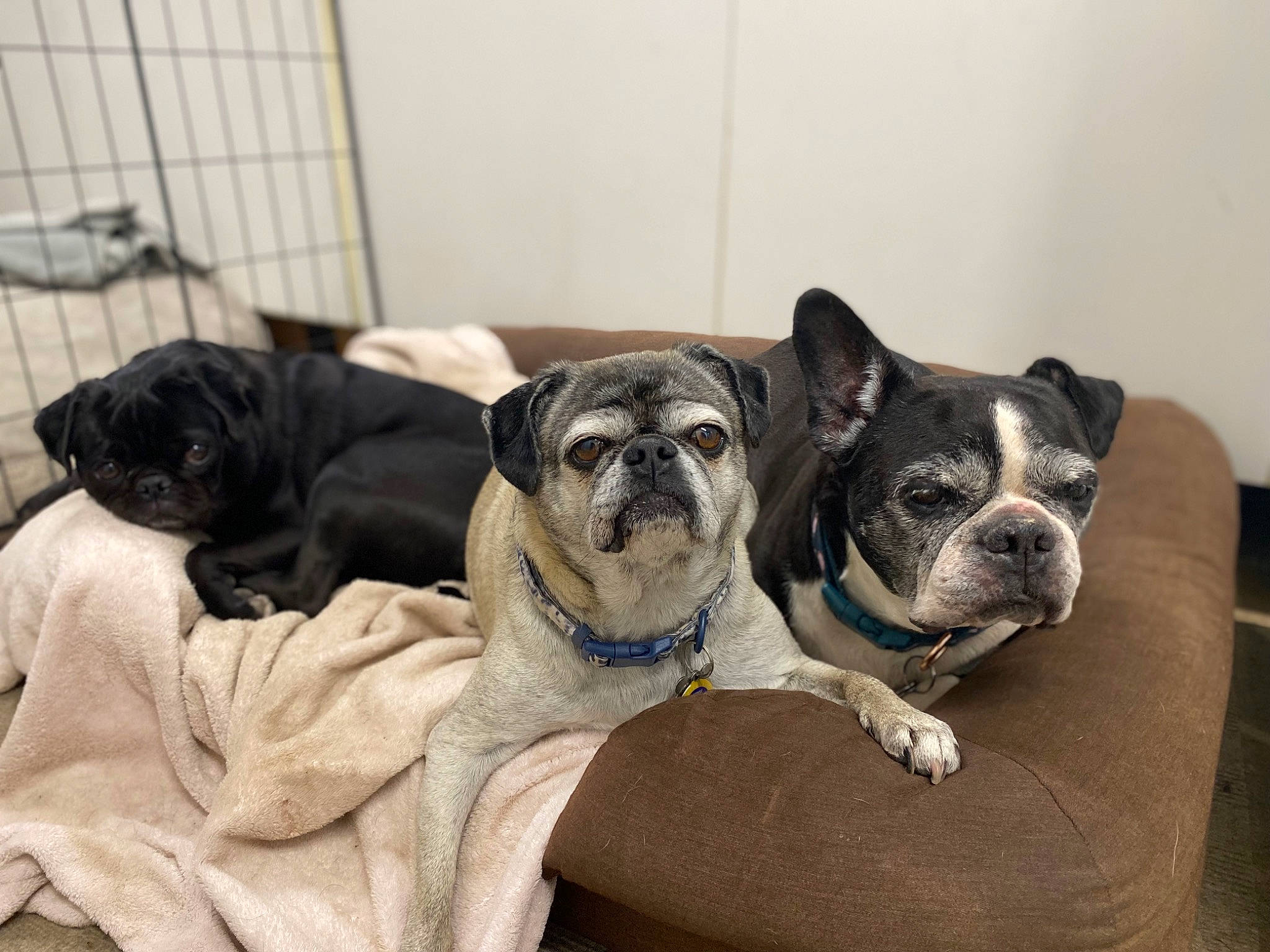 Louie joined the competition — help win amazing prizes! bored, boston_terrier, canidae, carnivore, comfort, companion_dog, couch, dog, dog_breed, fawn, fur, grey, pug, snout, sporting_group, terrestrial_animal, toy_dog, whiskers, working_animal, wrinkle