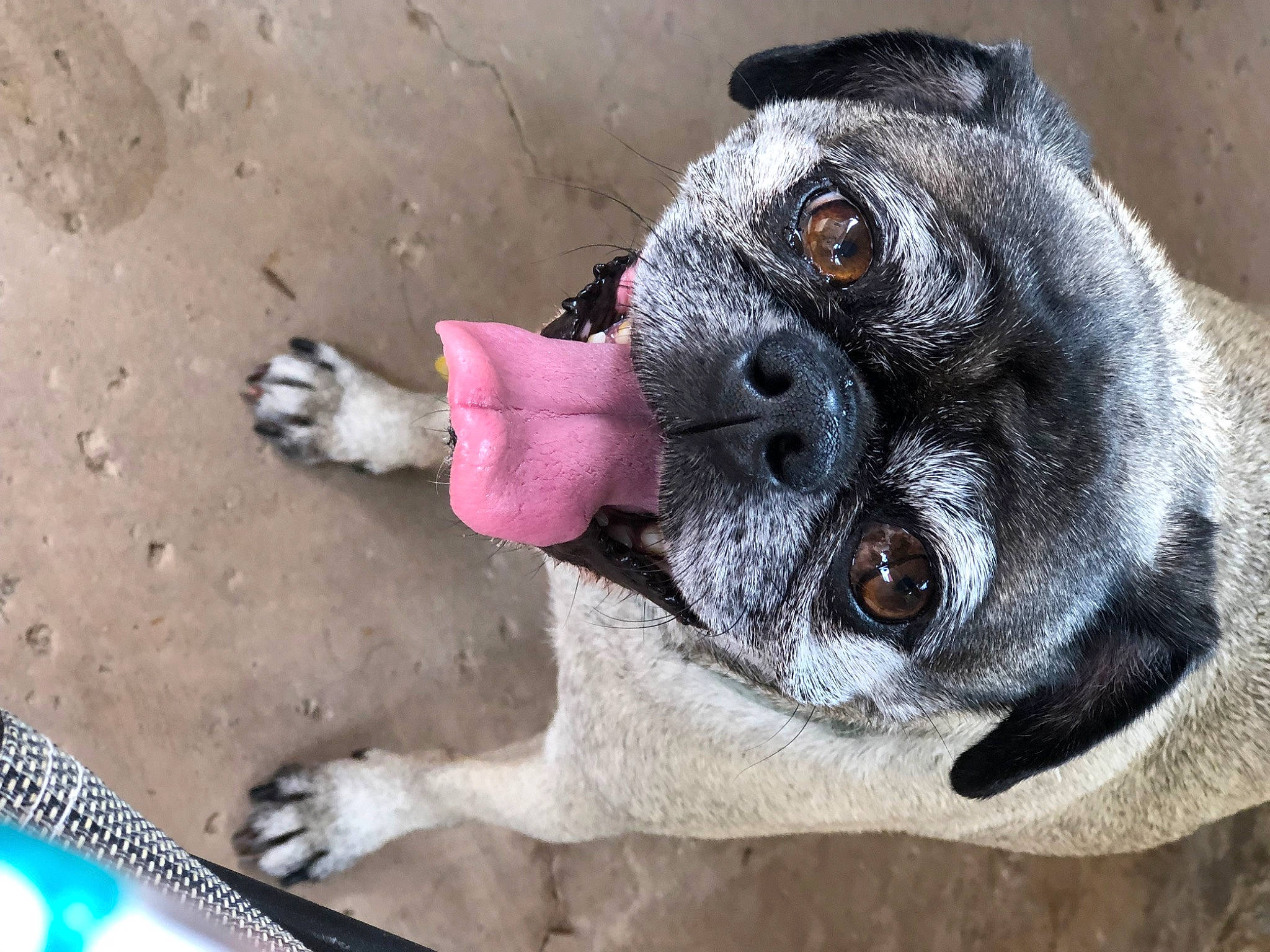 Louie is registered to the contest to win money with this photo: canidae, carmine, carnivore, collar, companion_dog, dog, dog_breed, fawn, foot, fur, paw, plant, pug, snout, sporting_group, tail, terrestrial_animal, whiskers, working_animal, wrinkle