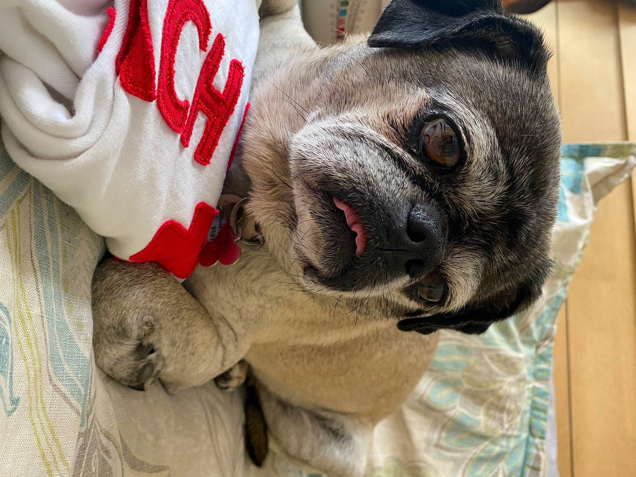 Louie is registered to the contest to win money with this photo: canidae, carmine, carnivore, claw, collar, companion_dog, dog, dog_breed, fawn, foot, fur, paw, snout, sporting_group, stuffed_toy, terrestrial_animal, toy, whiskers, working_animal, wrinkle