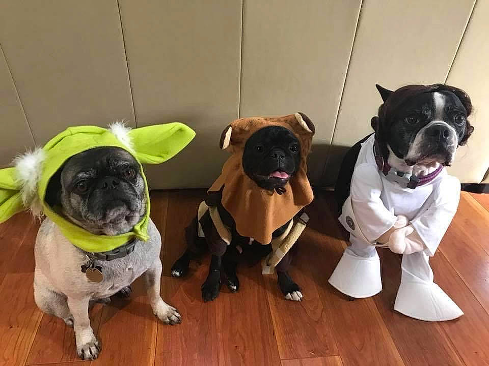 Lexington joined the competition — help win amazing prizes! canidae, carnivore, collar, companion_dog, dog, dog_breed, dog_clothes, dog_collar, dog_supply, fawn, flooring, hardwood, leash, pet_supply, pug, snout, sporting_group, tail, toy_dog, working_animal