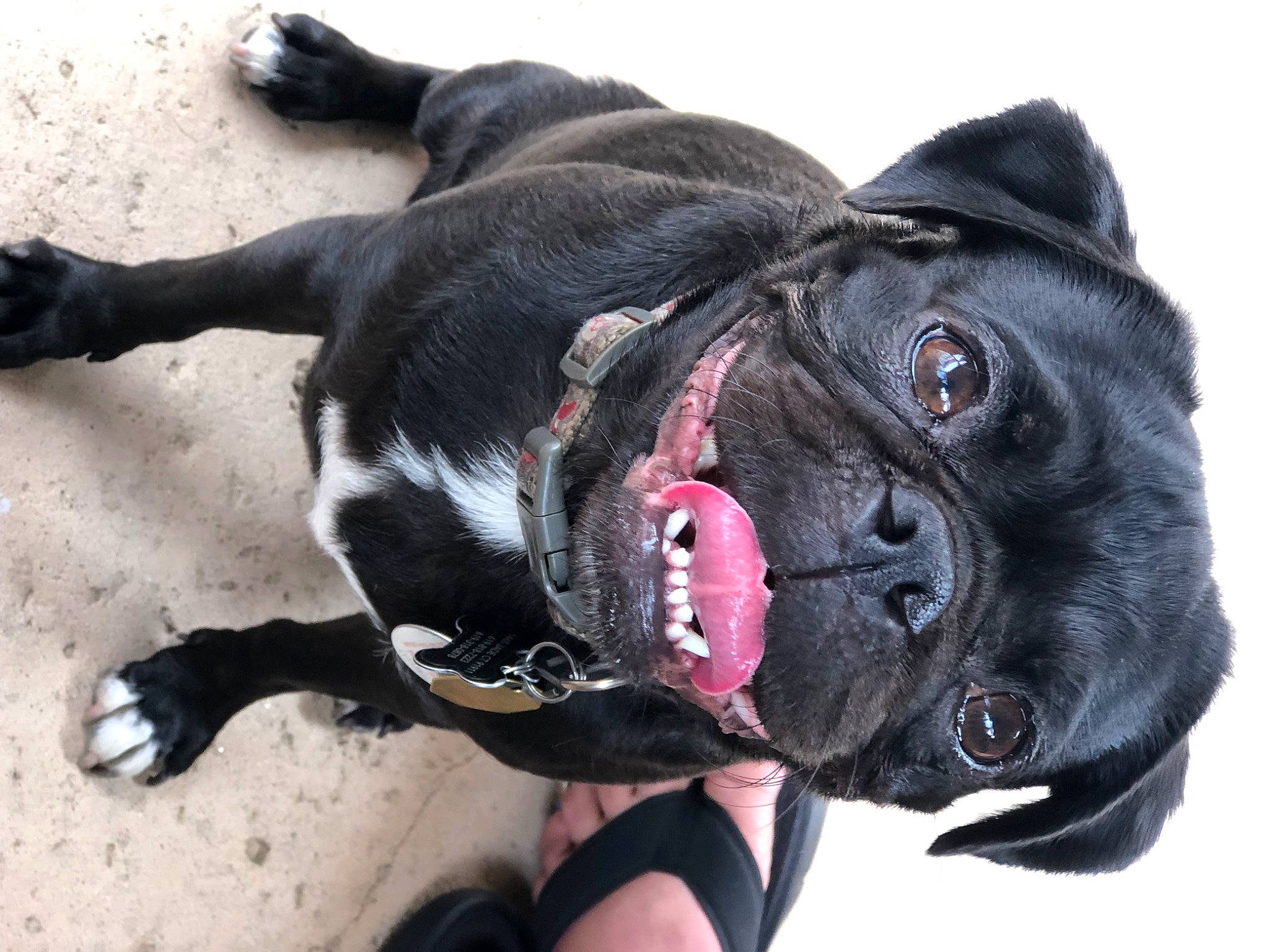 Lexington joined the competition — help win amazing prizes! canidae, carnivore, collar, companion_dog, dog, dog_breed, dog_clothes, dog_collar, dog_supply, eye, fawn, fur, leash, personal_protective_equipment, pug, sporting_group, toy_dog, whiskers, working_animal, wrinkle