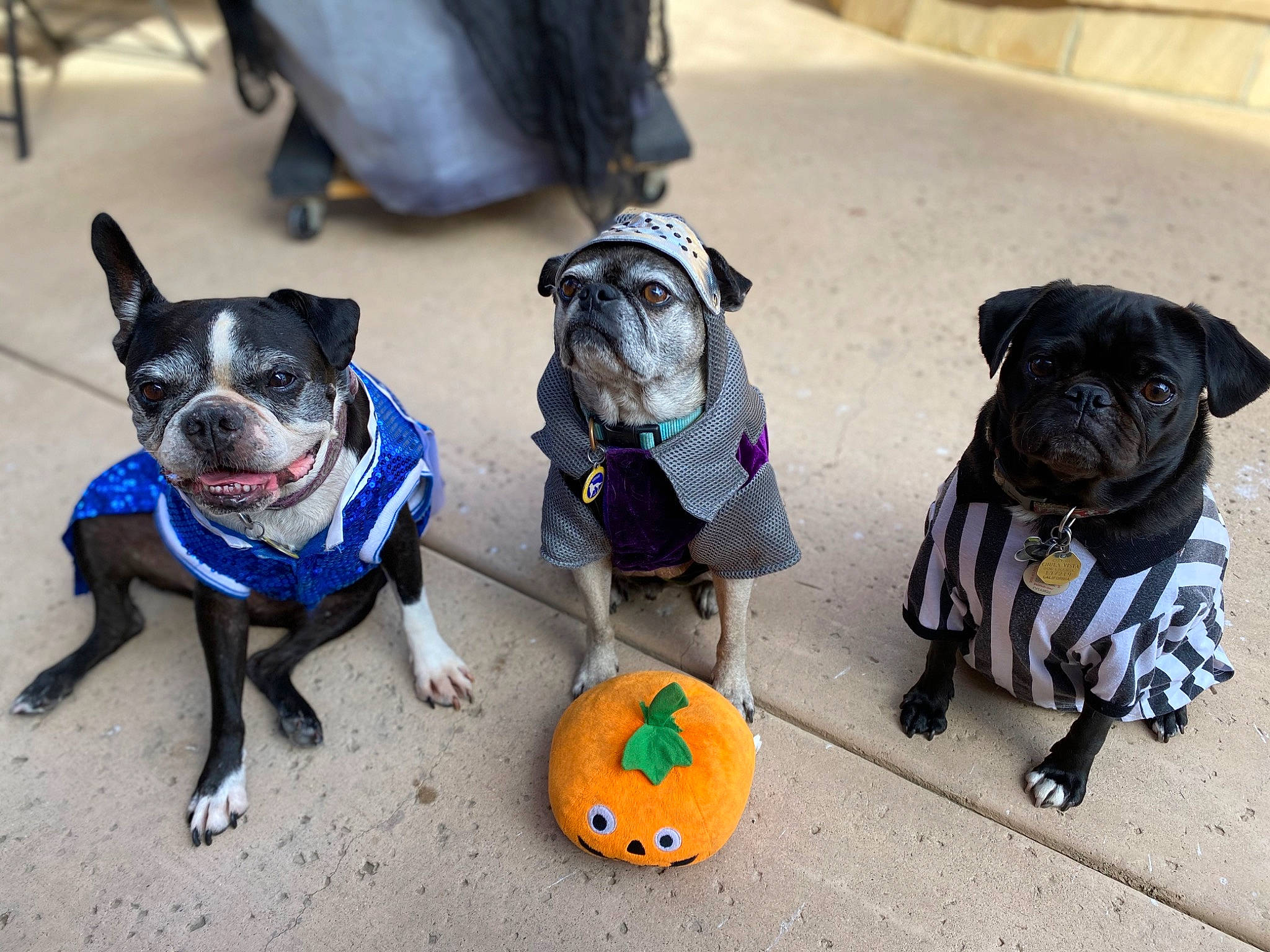 Lexington joined the competition — help win amazing prizes! bag, boston_terrier, carnivore, collar, companion_dog, dog, dog_breed, dog_clothes, dog_collar, dog_supply, fashion_accessory, fawn, leash, personal_protective_equipment, pet_supply, pug, snout, sporting_group, toy_dog, working_animal