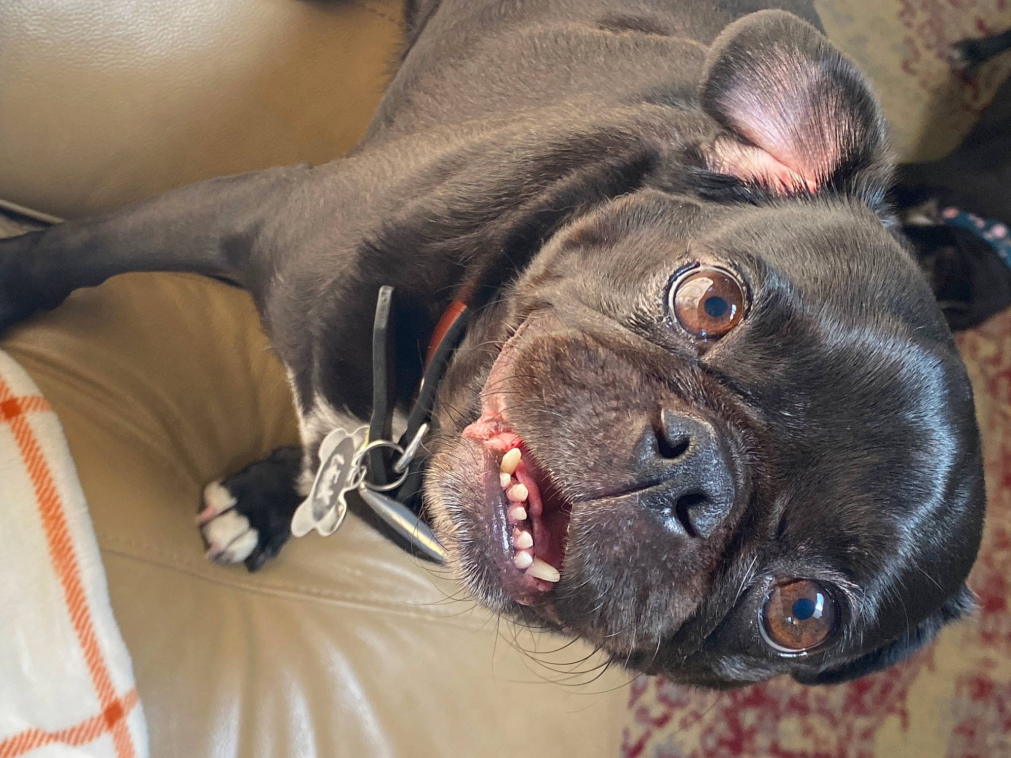 Lexington joined the competition — help win amazing prizes! canidae, carnivore, collar, comfort, companion_dog, dog, dog_breed, dog_collar, ear, fawn, jaw, liver, pug, snout, sporting_group, terrestrial_animal, toy_dog, whiskers, working_animal, wrinkle