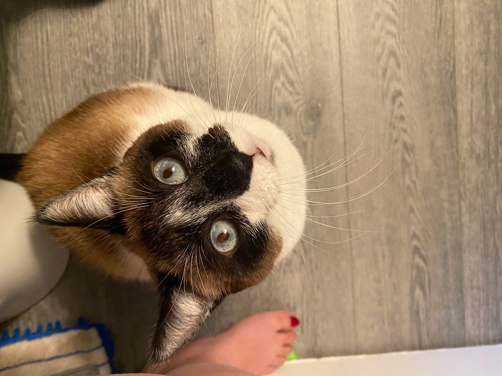 Eve is registered to the contest to win money with this photo: cat, claw, comfort, ear, eye, eyelash, fawn, felidae, fur, hair, hand, head, leg, nail, paw, small_to_medium_sized_cats, snout, tail, whiskers, wood