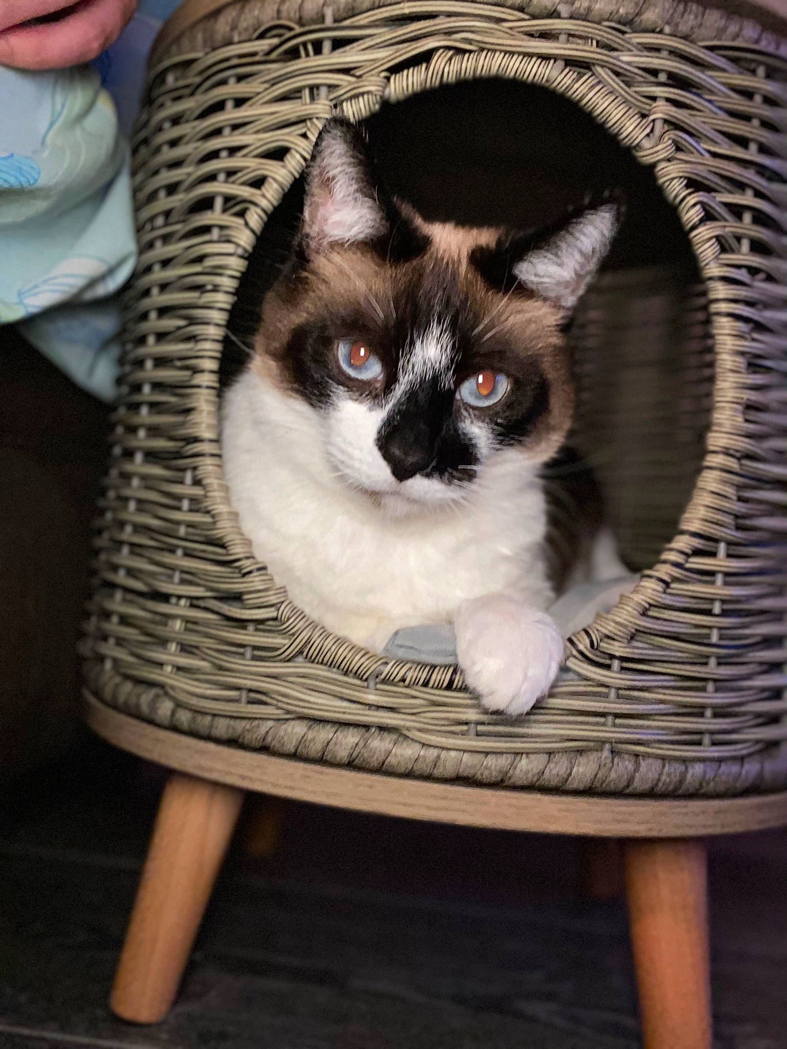 Eve joined the competition — help win amazing prizes! basket, carnivore, cat, cat_supply, chair, comfort, domestic_short_haired_cat, fawn, felidae, fur, outdoor_furniture, pet_supply, sitting, small_to_medium_sized_cats, snout, tail, whiskers, wicker, window, wood