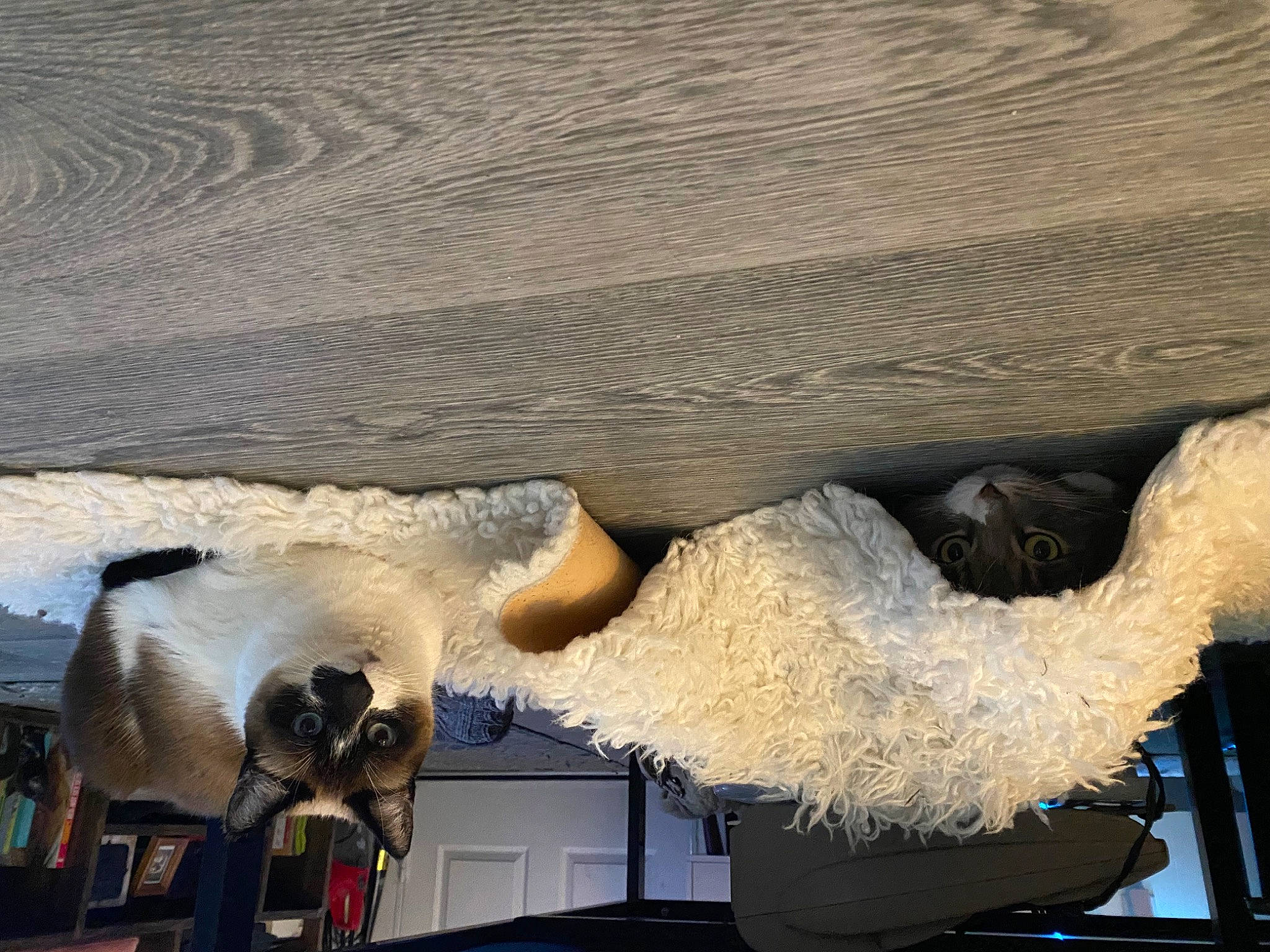 Eve is registered to the contest to win money with this photo: art, automotive_exterior, ceiling, fur, gas, room, tints_and_shades, winter, wood