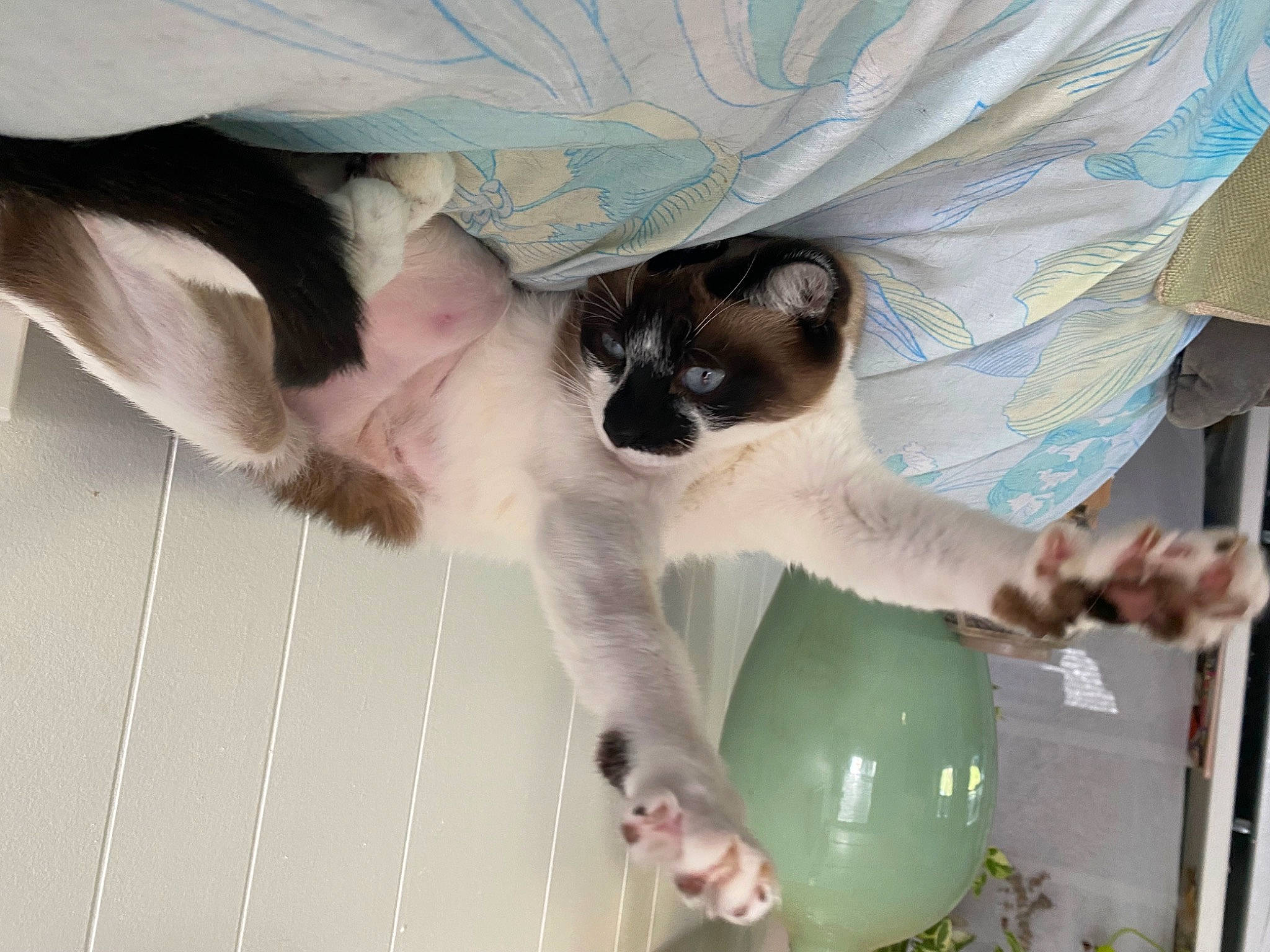 Eve joined the competition — help win amazing prizes! balinese, birman, carnivore, cat, comfort, companion_dog, fawn, felidae, foot, fur, paw, siamese, small_to_medium_sized_cats, snout, tail, terrestrial_animal, thai, whiskers