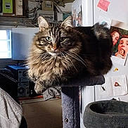 Diva participe au concours pour gagner de l'argent avec cette photo : cat, tabby_cat, long_hair, fluffy, pet, cat_tree, indoor, refrigerator, fridge_magnet, printed_photo, whiskers, green_eyes, sitting, cozy, household, window, drawer, perch, fur_ball, portrait