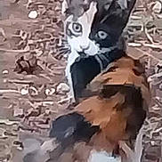 Daisy participe au concours pour gagner de l'argent avec cette photo : cat, calico_cat, animal, pet, outdoor, dirt_ground, leaves, whiskers, ears, eyes, paws, tail, sitting, looking_back, closeup, portrait, fur, curious, small_mammal, backyard