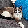 bell, blanket, blue_eyes, cat, closeup, collar, couch, domestic_cat, feline, fur, gaze, indoor, lounging, patterned_fabric, paw, pet, pillow, resting, siamese_like, white_and_brown