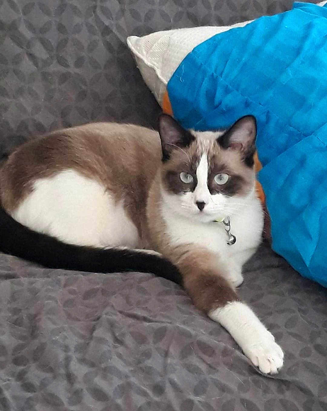 Mina participe au concours pour gagner de l'argent avec cette photo : cat, feline, pet, domestic_cat, siamese_like, blue_eyes, collar, bell, paw, fur, couch, pillow, blanket, indoor, resting, lounging, gaze, patterned_fabric, white_and_brown, closeup