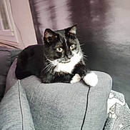 Chaussette a rejoint le concours — aidez-le/la à gagner de superbes lots ! cat, black_and_white_cat, feline, pet, indoor, couch, cushion, relaxed, animal, whiskers, fur, ears, paws, window, blanket, grey, domestic, resting, side_view, living_room