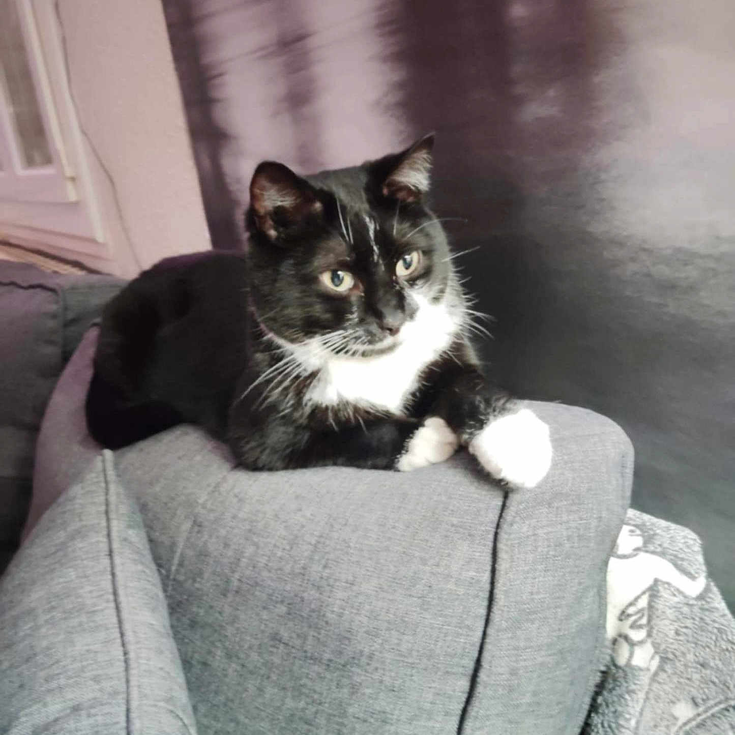 Chaussette a rejoint le concours — aidez-le/la à gagner de superbes lots ! cat, black_and_white_cat, feline, pet, indoor, couch, cushion, relaxed, animal, whiskers, fur, ears, paws, window, blanket, grey, domestic, resting, side_view, living_room