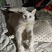 Coquin participe au concours pour gagner de l'argent avec cette photo : animal, bed, cat, closeup, cozy, curious, cute, domestic, eyes, feline, fur, heart_pattern, indoor, mammal, pet, pillow, resting, stretching, whiskers, white_cat