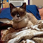 Charlie Chopsticks is registered to the contest to win money with this photo: cat, siamese_cat, pet, animal, blue_eyes, whiskers, collar, bell, sitting, lounging, bed, blanket, bedroom, indoor, portrait, close_up, brown_fur, cream_fur, dark_ears, cozy