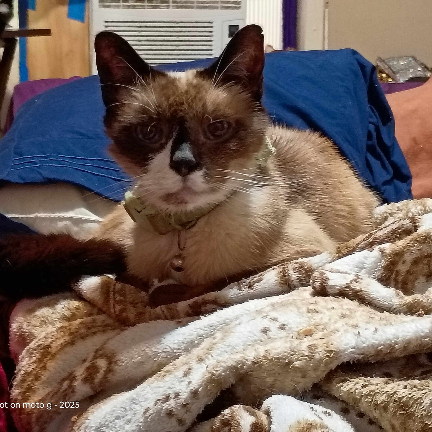 Charlie Chopsticks is registered to the contest to win money with this photo: cat, siamese_cat, pet, animal, blue_eyes, whiskers, collar, bell, sitting, lounging, bed, blanket, bedroom, indoor, portrait, close_up, brown_fur, cream_fur, dark_ears, cozy