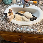 Chi joined the competition — help win amazing prizes! cat, calico_cat, sink, bathroom, countertop, toiletries, facial_cleanser, plant, flower_pot, owl_pot, faucet, relaxed, lying_down, indoor, domestic, pet, curious, white_black_orange, wooden_cabinet, bathroom_rug