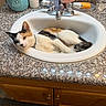 cat, calico_cat, sink, bathroom, countertop, toiletries, facial_cleanser, plant, flower_pot, owl_pot, faucet, relaxed, lying_down, indoor, domestic, pet, curious, white_black_orange, wooden_cabinet, bathroom_rug