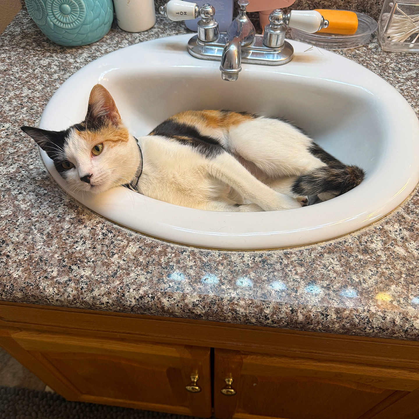 Chi joined the competition — help win amazing prizes! cat, calico_cat, sink, bathroom, countertop, toiletries, facial_cleanser, plant, flower_pot, owl_pot, faucet, relaxed, lying_down, indoor, domestic, pet, curious, white_black_orange, wooden_cabinet, bathroom_rug