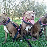Les Fifilles participe au concours pour gagner de l'argent avec cette photo : adventure, american_pit_bull_terrier, american_staffordshire_terrier, bandog, canidae, canis_panther, carnivore, collar, dog, dog_breed, dog_collar, fawn, mammal, non_sporting_group, pit_bull, rare_breed_dog, snout, sporting_group, terrier, vertebrate