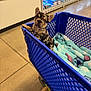 Kilo is registered to the contest to win money with this photo: dog, puppy, french_bulldog, shopping_cart, blanket, retail_store, pet, blue_cart, floor, aisle, tile_floor, plastic_bag, inquisitive, ears_up, brindle, looking_at_camera, indoor, pet_supplies, cute, portrait