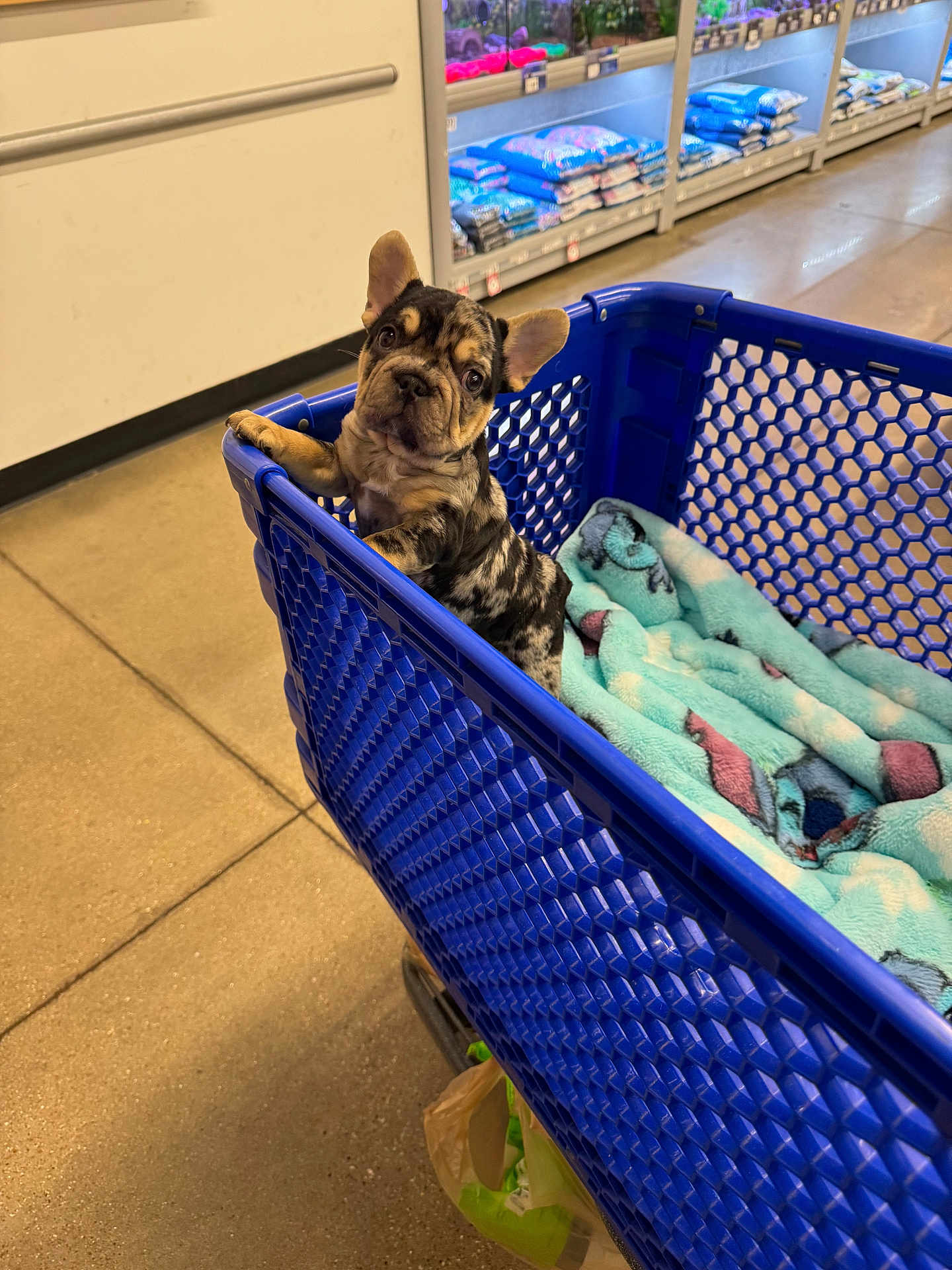 Kilo is registered to the contest to win money with this photo: dog, puppy, french_bulldog, shopping_cart, blanket, retail_store, pet, blue_cart, floor, aisle, tile_floor, plastic_bag, inquisitive, ears_up, brindle, looking_at_camera, indoor, pet_supplies, cute, portrait