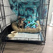 Kilo joined the competition — help win amazing prizes! puppy, dog, french_bulldog, crate, dog_bed, blanket, pet_bowl, food_bowl, pee_pad, indoor, floor, laminate_floor, cozy, plush_bed, blue_pattern, cartoon_blanket, cage, pet, fur, looking_up