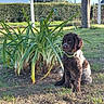 Bosco participe au concours pour gagner de l'argent avec cette photo : puppy, dog, grass, plants, outdoor, sunlight, greenery, collar, pet, nature, yard, tree, fence, house, calm, sitting, young_dog, daylight, suburban, curly_fur
