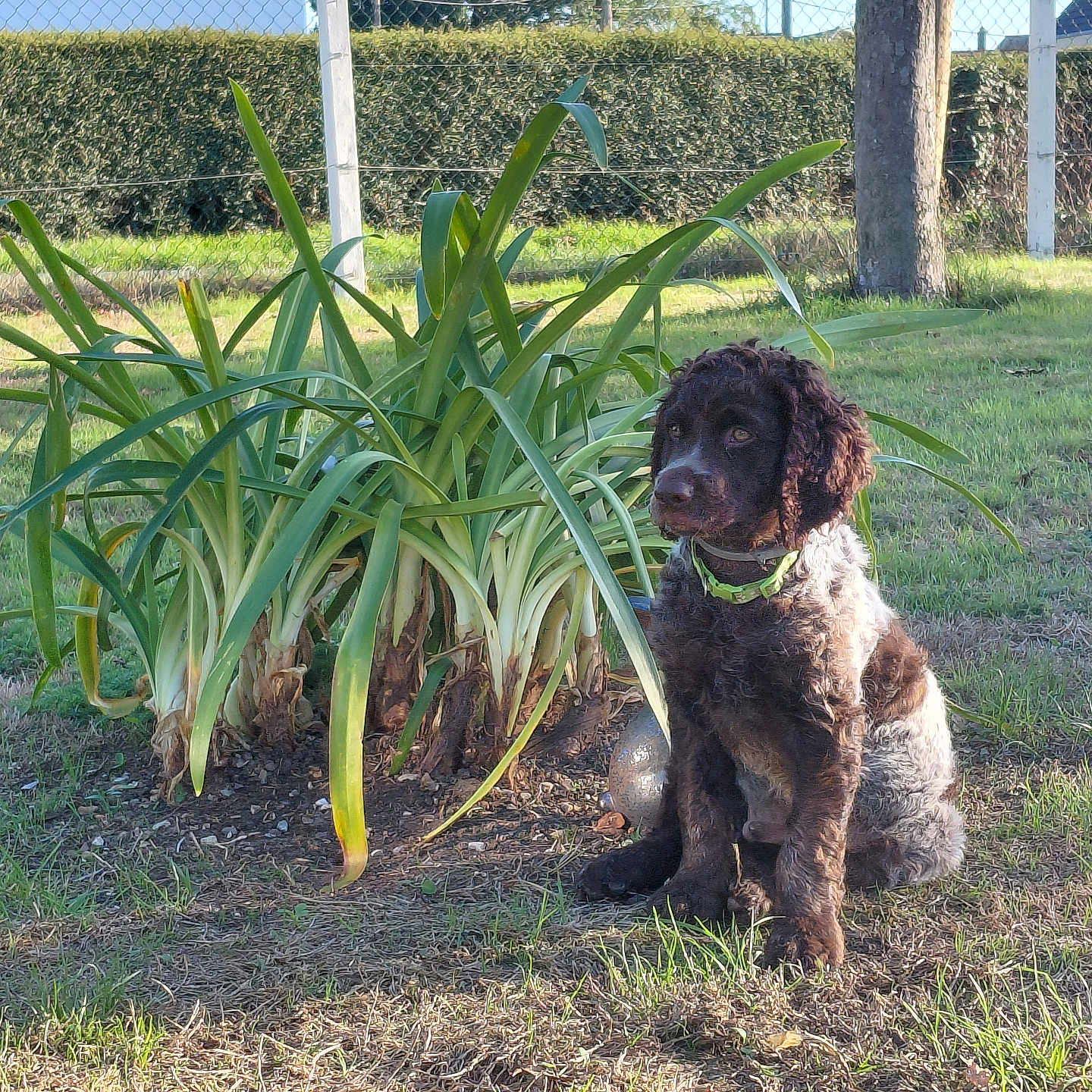 Bosco