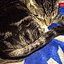 Petey is registered to the contest to win money with this photo: