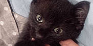 Mittens joined the competition — help win amazing prizes!
