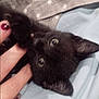 Mittens joined the competition — help win amazing prizes!
