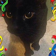 Mittens joined the competition — help win amazing prizes!