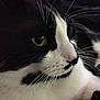 Booboo is registered to the contest to win money with this photo: