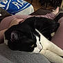 Booboo is registered to the contest to win money with this photo: