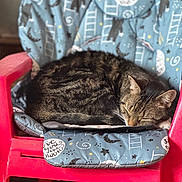 Whisper is registered to the contest to win money with this photo: cat, tabby, sleeping, chair, cushion, indoor, pet, feline, cozy, resting, patterned, red_chair, domestic_animal, fur, whiskers, relaxation, animal, cute, nap, home