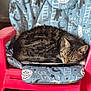 cat, tabby, sleeping, chair, cushion, indoor, pet, feline, cozy, resting, patterned, red_chair, domestic_animal, fur, whiskers, relaxation, animal, cute, nap, home