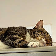 Whisper joined the competition — help win amazing prizes! animal, calm, cat, closeup, cute, domestic, ears, feline, fur, indoor, muzzle, paw, peaceful, pet, relaxed, resting, sleeping, soft, tabby, whiskers