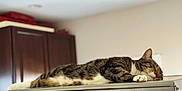Whisper is registered to the contest to win money with this photo: animal, appliance, cabinet, cat, comfortable, cozy, domestic, feline, fur, indoor, kitchen, metallic_surface, paw, pet, quiet, relaxation, resting, sleeping, tabby, whiskers