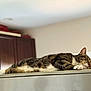 cat, tabby, sleeping, resting, indoor, feline, animal, pet, fur, whiskers, paw, relaxation, cabinet, kitchen, appliance, metallic_surface, domestic, cozy, quiet, comfortable