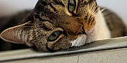 Whisper is registered to the contest to win money with this photo: cat, tabby, close_up, resting, relaxed, feline, pet, animal, whiskers, ears, green_eyes, fur, indoor, sleepy, cute, domestic_cat, face, portrait, laying, calm