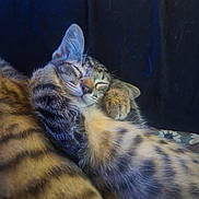Todd is registered to the contest to win money with this photo: cat, kitten, sleeping, tabby, fur, paw, cute, animal, pet, resting, closeup, striped, cozy, soft, feline, domestic_animal, whiskers, relaxed, indoor, background