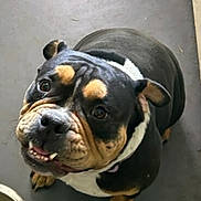 Little joined the competition — help win amazing prizes! dog, bulldog, pet, looking_up, wrinkly_face, black_and_tan, white_chest, ears, floor, gate, waiting, expression, cute, animal, domestic, companion, canine, friendly, inside, portrait