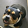 dog, bulldog, pet, looking_up, wrinkly_face, black_and_tan, white_chest, ears, floor, gate, waiting, expression, cute, animal, domestic, companion, canine, friendly, inside, portrait