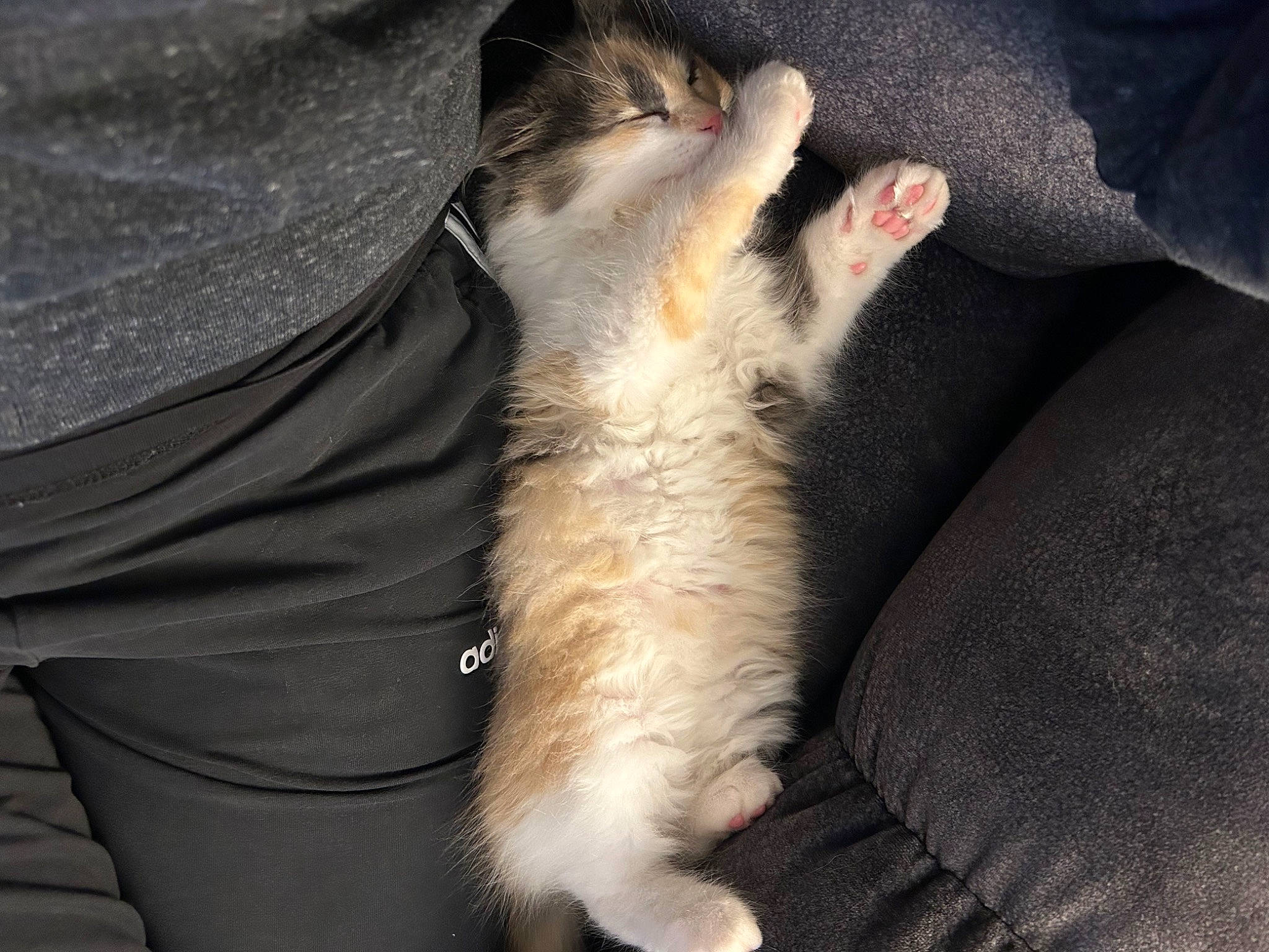 Aspen joined the competition — help win amazing prizes! canidae, carnivore, cat, claw, comfort, companion_dog, dog_breed, domestic_short_haired_cat, fawn, felidae, fur, gesture, human_leg, paw, sleeve, small_to_medium_sized_cats, snout, sporting_group, tail, whiskers