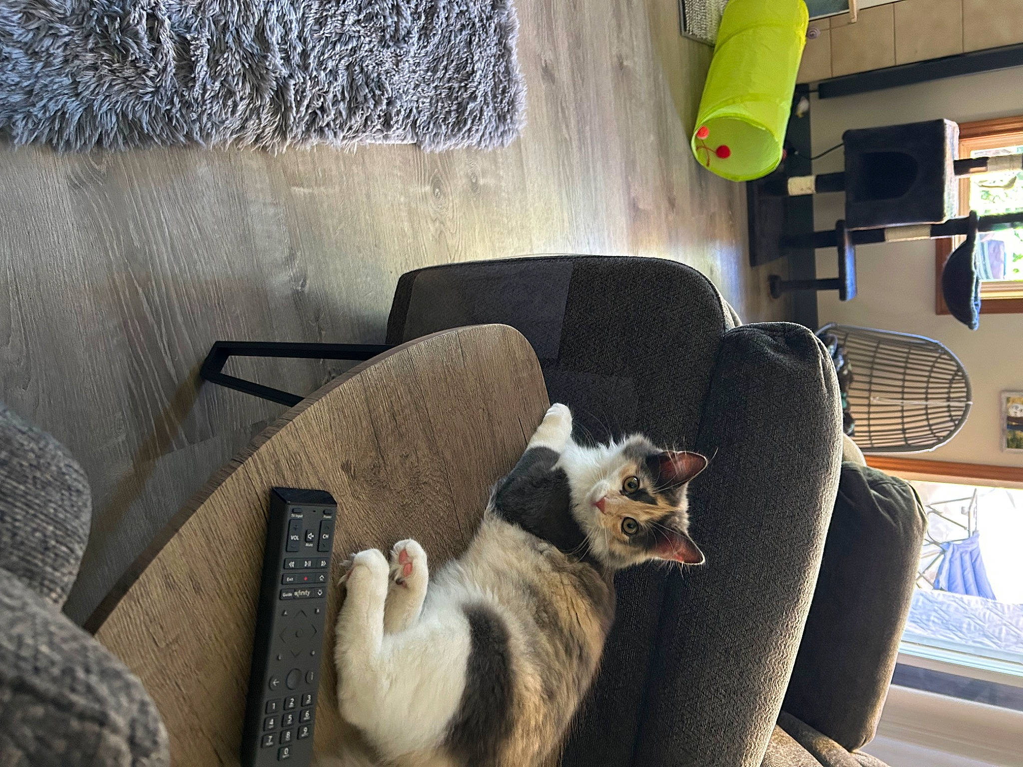 Aspen joined the competition — help win amazing prizes! armrest, carnivore, cat, comfort, companion_dog, couch, dog_breed, domestic_short_haired_cat, felidae, fur, hardwood, living_room, room, slipcover, small_to_medium_sized_cats, tail, whiskers, wood