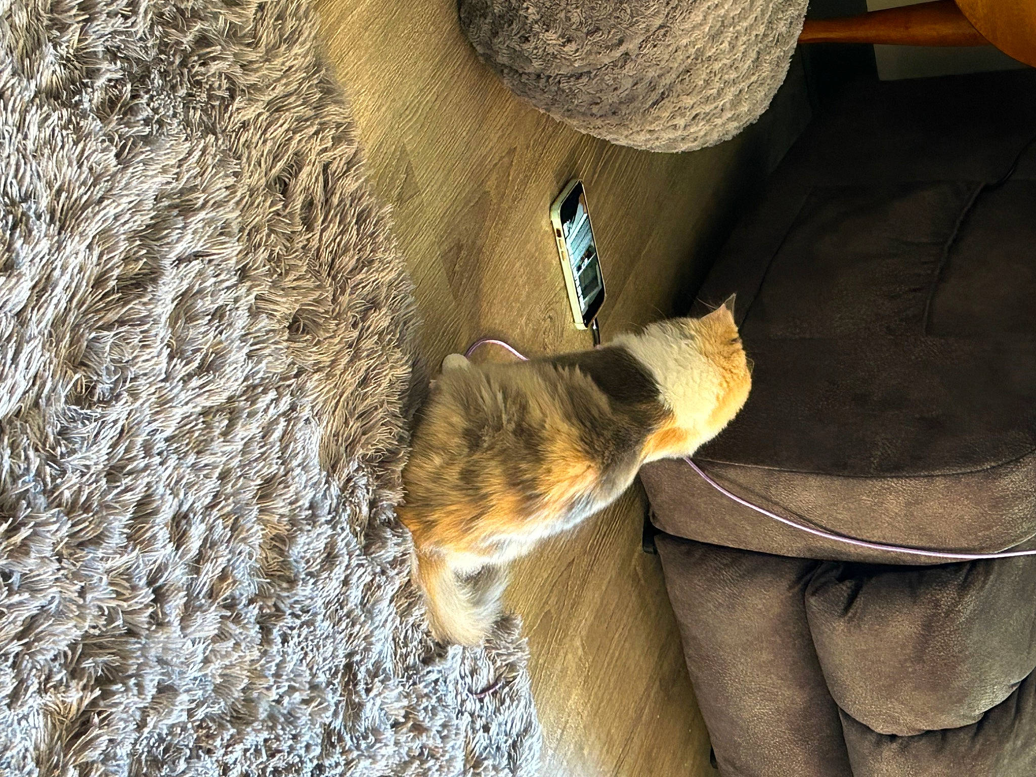 Aspen is registered to the contest to win money with this photo: canidae, carnivore, companion_dog, dog_breed, fawn, felidae, fur, grass, hat, human_leg, landscape, mammal, shadow, snout, soil, sporting_group, sun_hat, tail, whiskers, wood