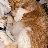 Charlie joined the competition — help win amazing prizes! cat, sleeping, orange_cat, white_fur, curled_up, cozy, blanket, soft_texture, pet, domestic_cat, feline, resting, whiskers, paw, tail, indoor, cute, fur, animal, relaxation